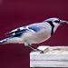 Blue Jay at my Bird Feeder by jbritt