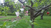 20th Apr 2011 - Apple Tree