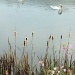 Swan Lake by melinareyes