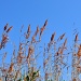 Reeds by philbacon