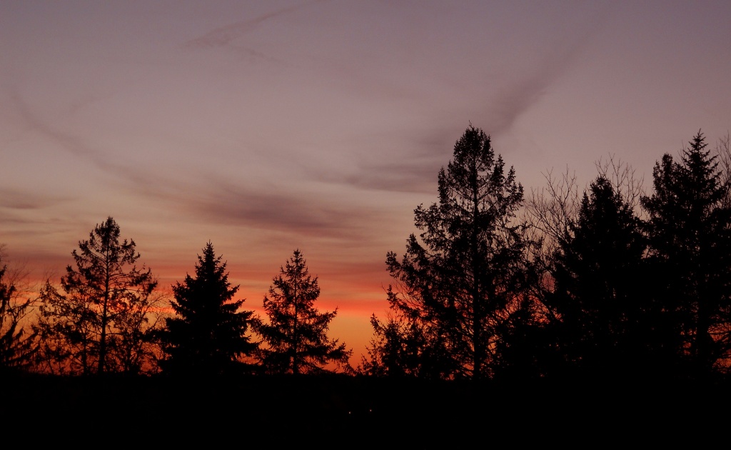 Trees in the sunset by mittens