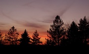 20th Apr 2011 - Trees in the sunset