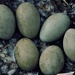 Big Eggs, Big Birds by miranda