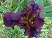 20th Apr 2011 - Bearded iris