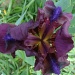Bearded iris by busylady