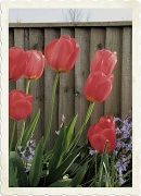 20th Apr 2011 - Tulips