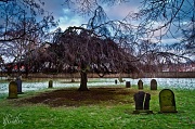 20th Apr 2011 - Hanging tree at the cemetery