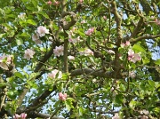 20th Apr 2011 - Apple tree