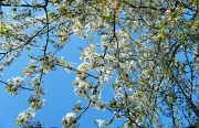 9th Apr 2011 - Cherry Blossom