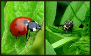 20th Apr 2011 - Adult Ladybug and Ladybug Larva