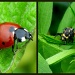 Adult Ladybug and Ladybug Larva by cjwhite