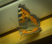20th Apr 2011 - Butterfly