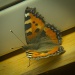 Butterfly by manek43509