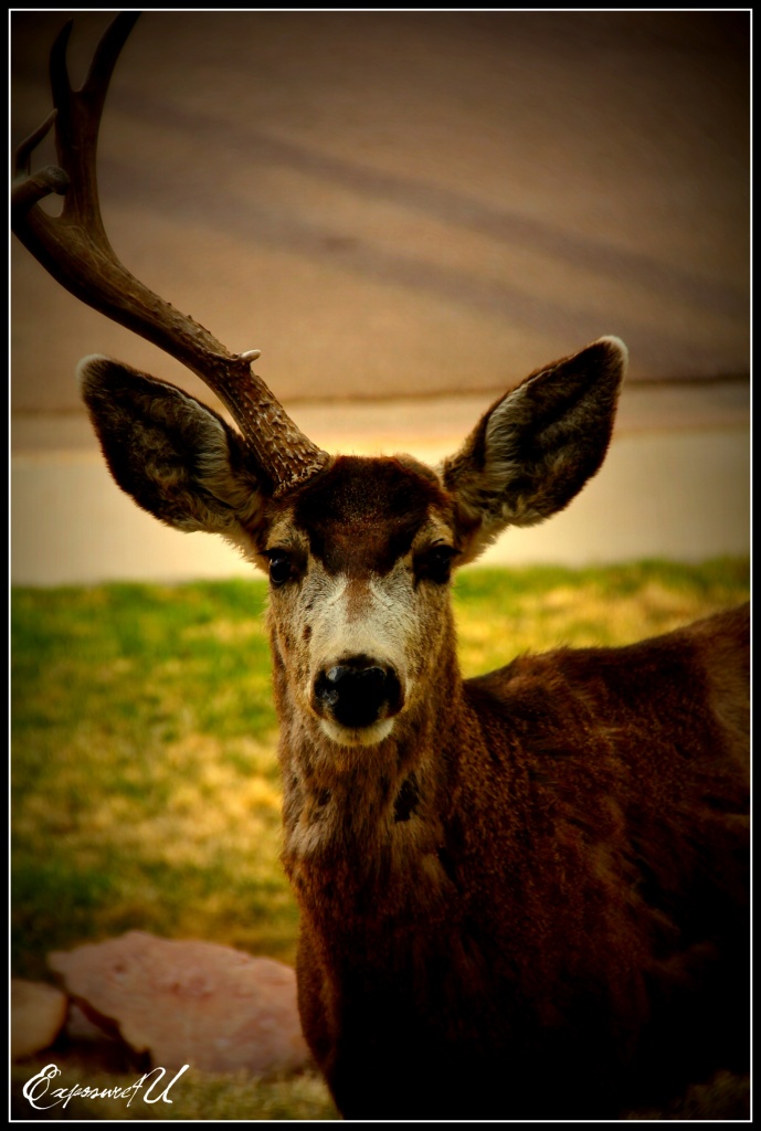 Is That Your Final Antler? by exposure4u