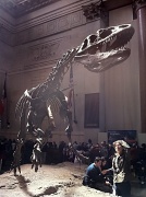18th Apr 2011 - Allosaurus AMNH