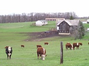 20th Apr 2011 - Cows