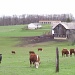 Cows by julie