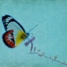 Butterfly dream by bella_ss