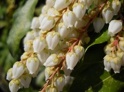 21st Apr 2011 - White flowered Pieris
