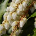 White flowered Pieris by mittens