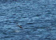 21st Apr 2011 - Spinner dolphin leap
