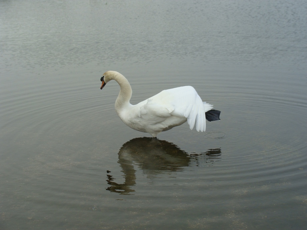 Swan Lake? by busylady