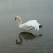 Swan Lake? by busylady
