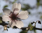20th Apr 2011 - Last of the Cherry Blossom, Possum ;)