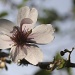 Last of the Cherry Blossom, Possum ;) by daffodill