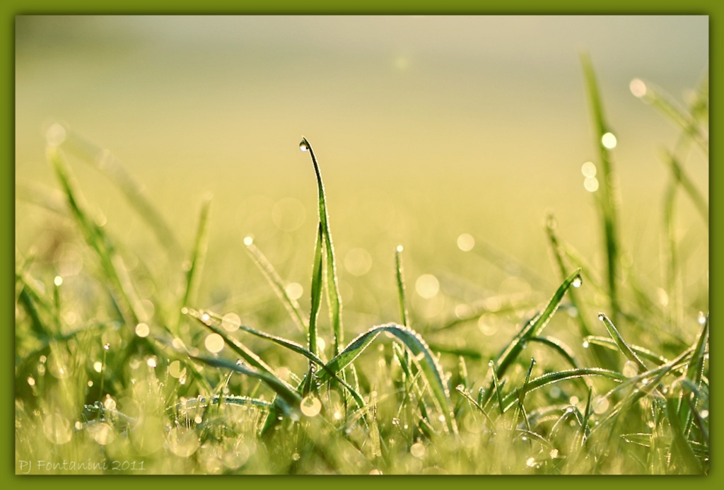 Wet Grass by bluemoon