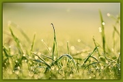 21st Apr 2011 - Wet Grass