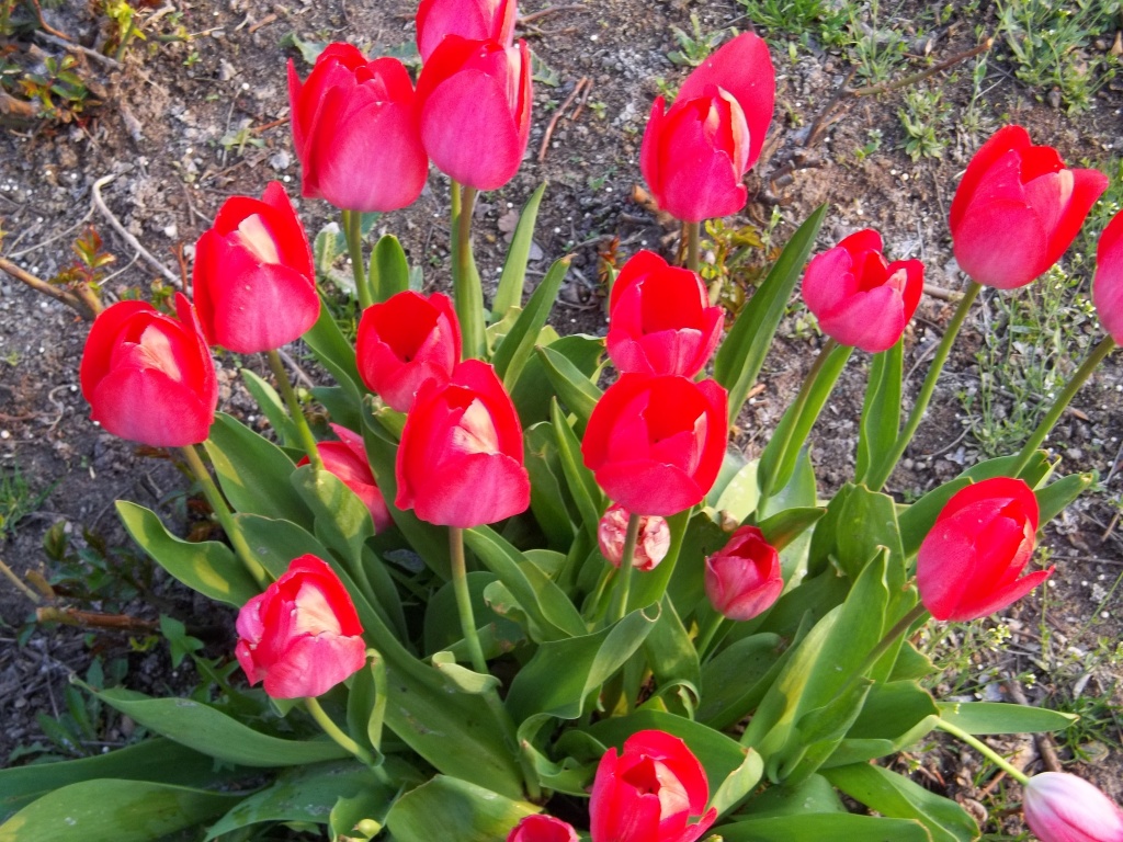 Tulips in ... by rosbush