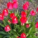 Tulips in ... by rosbush