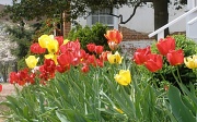 21st Apr 2011 - Tiptoeing through the tulips....