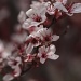 Sand Cherry by lisabell