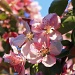 Flowering Crab Apple by lisabell