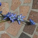 blooming. 108_257_2011 by pennyrae