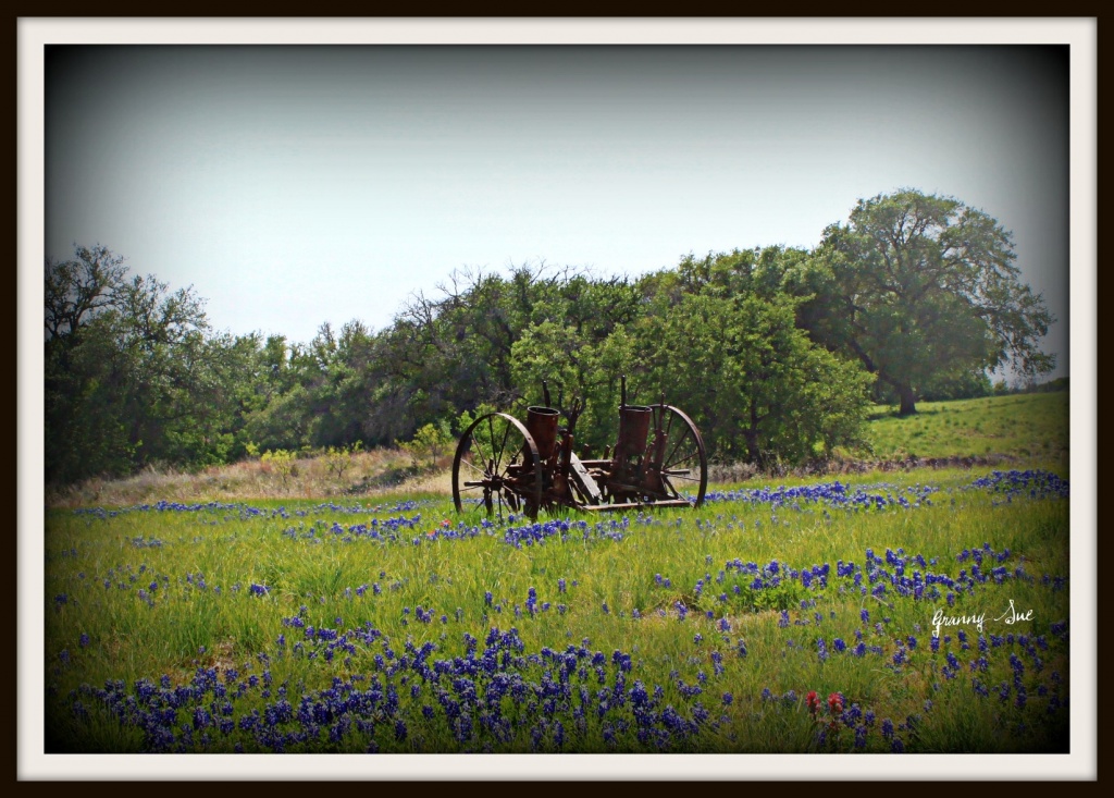 Texas Bluebonnets and an Old Planter by grannysue