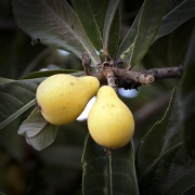 21st Apr 2011 - baby pears