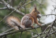 22nd Apr 2011 - Squirrel with dog wool IMG_5314