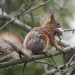 Squirrel with dog wool IMG_5314 by annelis