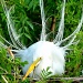 Great White Egret Sitting by twofunlabs
