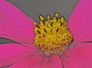 22nd Apr 2011 - Macro flower 