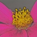 Macro flower  by alia_801