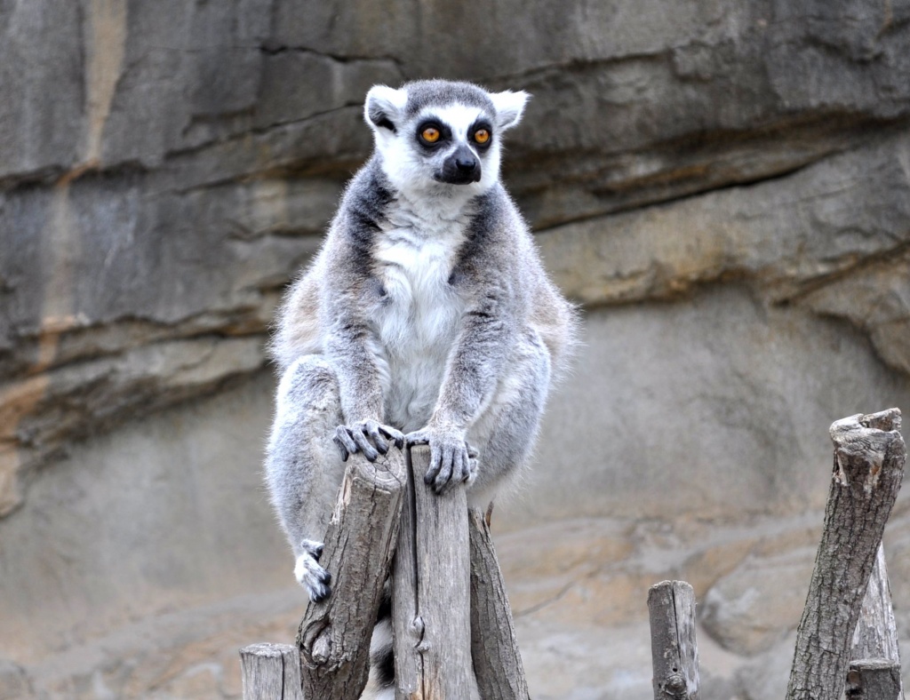 Lemur  by philbacon