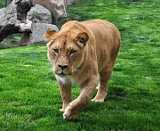 22nd Apr 2011 - Lioness 