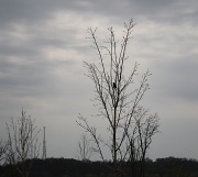 22nd Apr 2011 - A bird in the bush