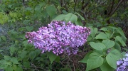 22nd Apr 2011 - Lilacs