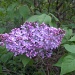 Lilacs by ellesfena