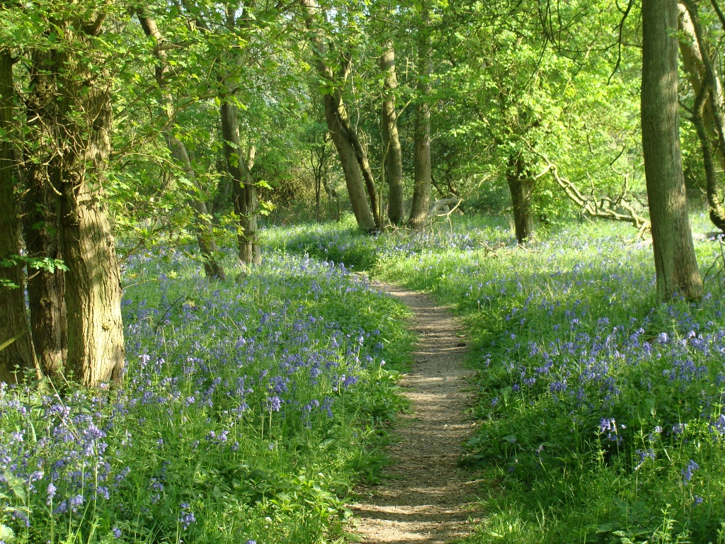 Bluebells in Brampton Wood by busylady